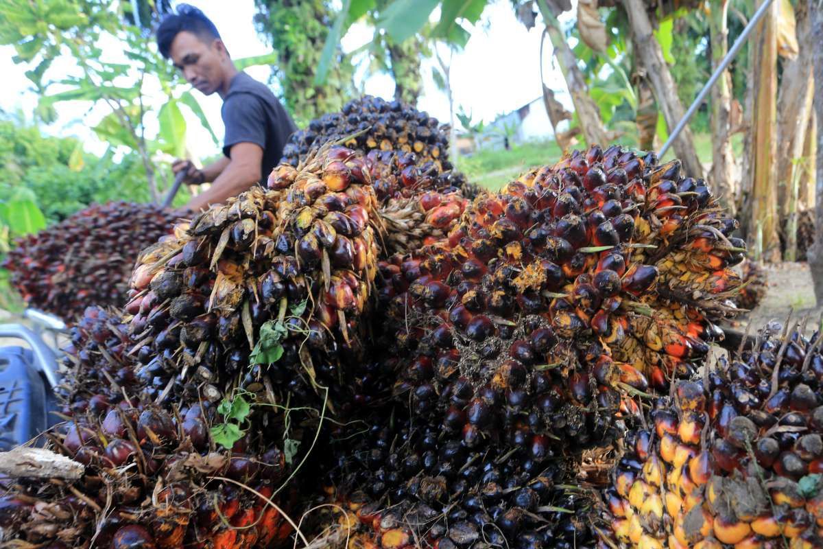 ilustrasi petani kelapa sawit